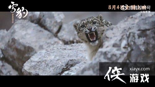 纪录片雪豹和她的朋友们终极预告 8月4日上映