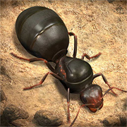 抖音蚂蚁进化崛起正版